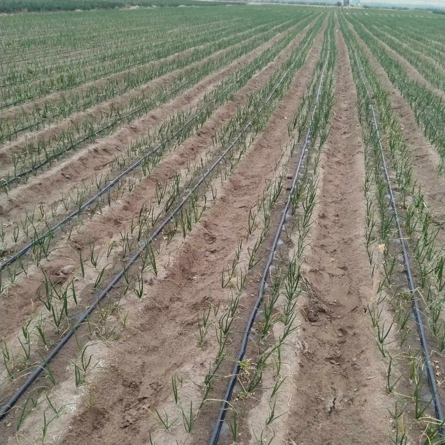 اجاره 7000متر زمین کشاورزی|اجارهٔ دفتر صنعتی، کشاورزی، تجاری|عنبرآباد, |دیوار