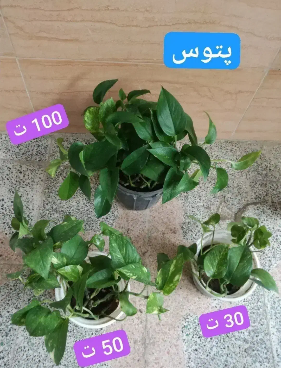 گل های آپارتمانی|گل و گیاه طبیعی|قدس, شهرقدس|دیوار