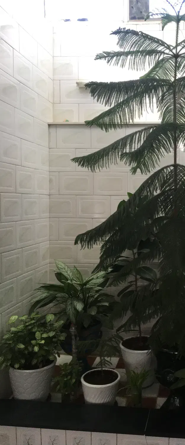 گل مطبق گاج ۲/۵متری|گل و گیاه طبیعی|بیستون, |دیوار