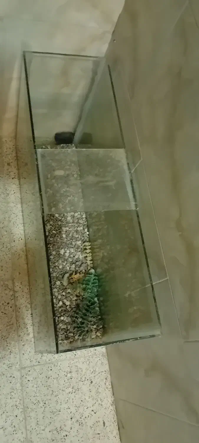آکواریوم دست سازقیمت ۱میلیون|ماهی|آباده, |دیوار