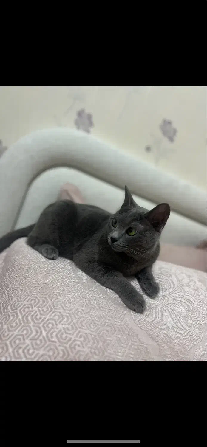 گربه|گربه|ملارد, |دیوار