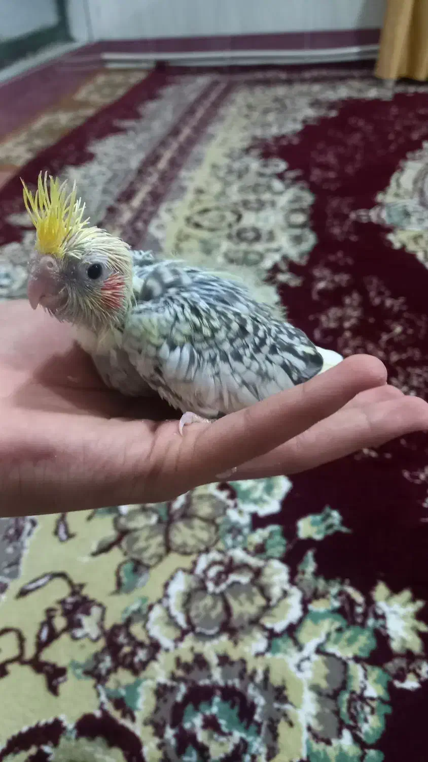 4عدد عروس هلندی سرلاکی|پرنده|میاندوآب, |دیوار