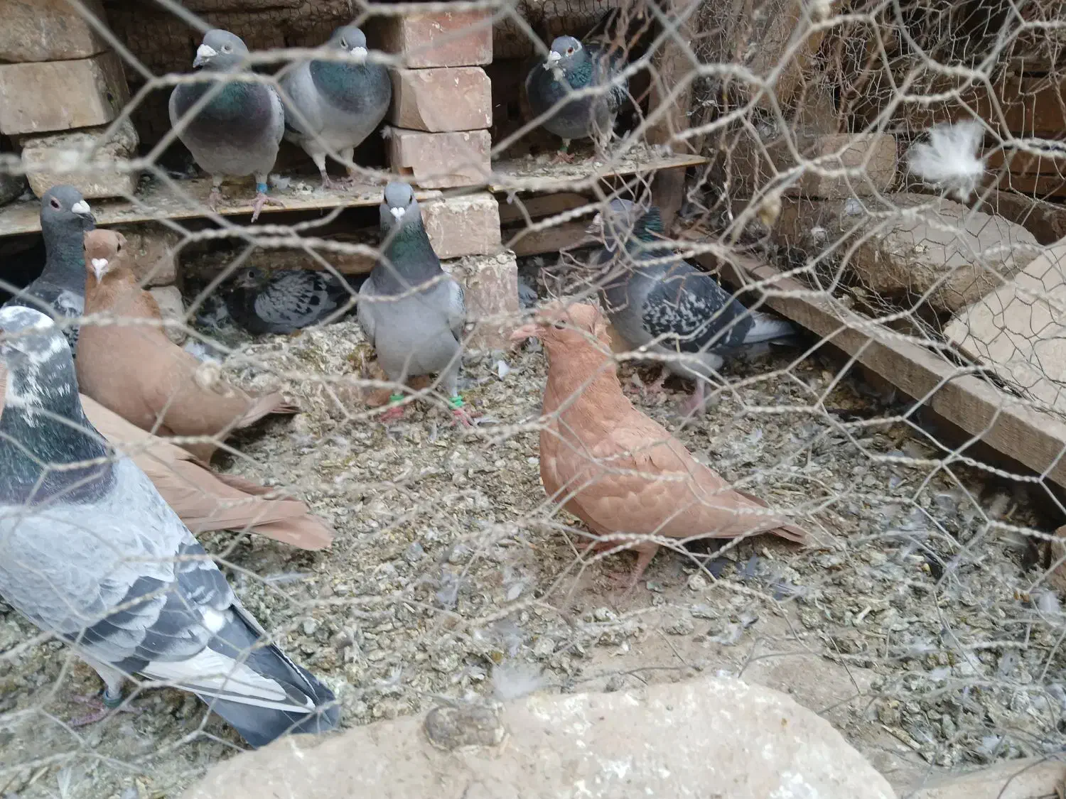 کفتر جوجه زرد کرمونی کاکلی|پرنده|زاوه, |دیوار