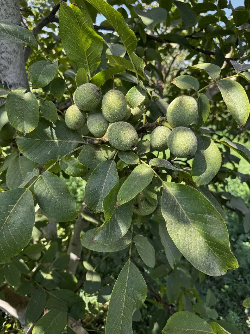 برترین نژاد گردو در نهالستان غرب|خدمات باغبانی و درختکاری|بهبهان, |دیوار