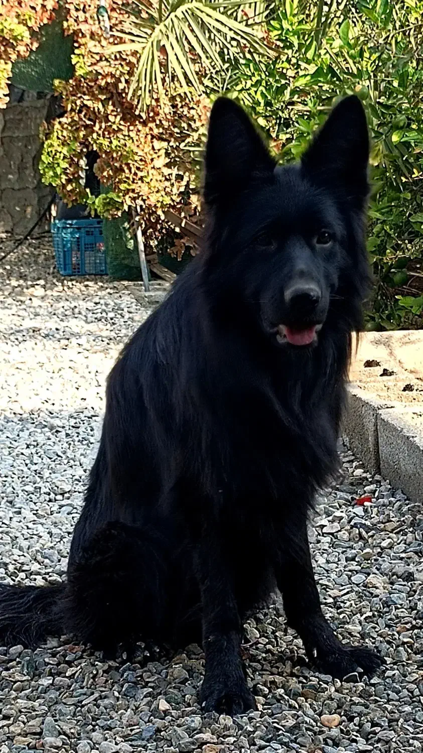 ژرمن|سگ|سیرجان, |دیوار