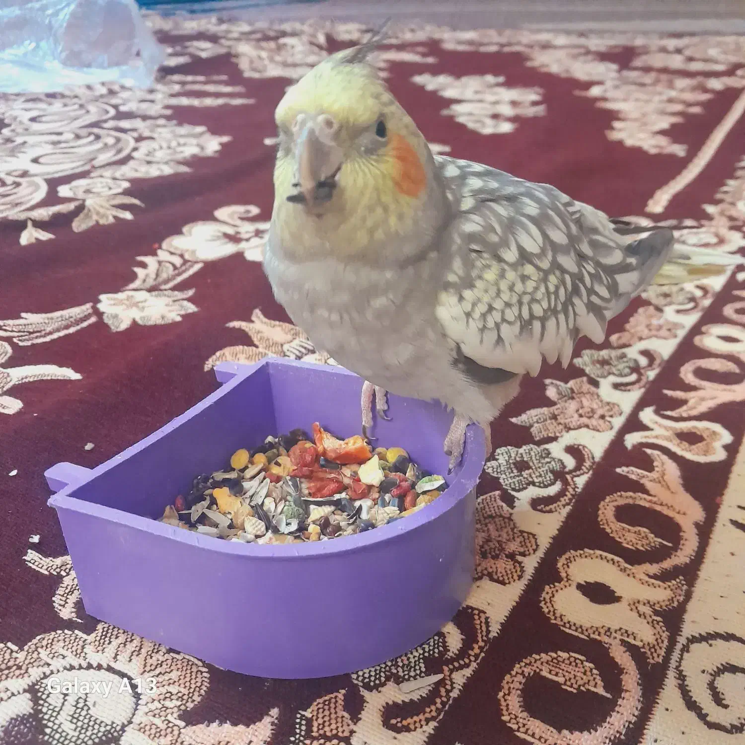 عروس گل باقالی|پرنده|سراب, |دیوار