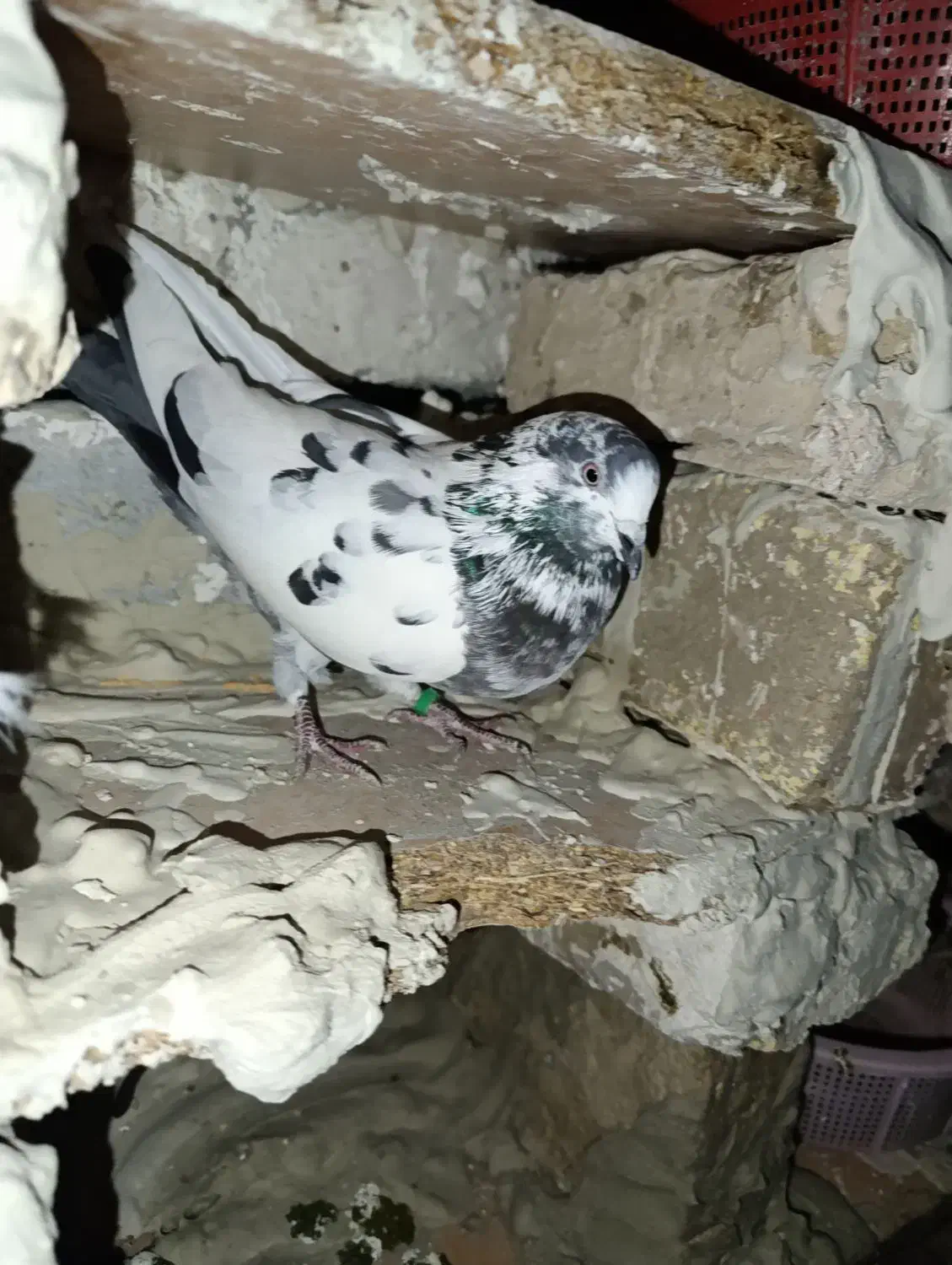 دوتا کبوتر هستیم|پرنده|اشنویه, |دیوار