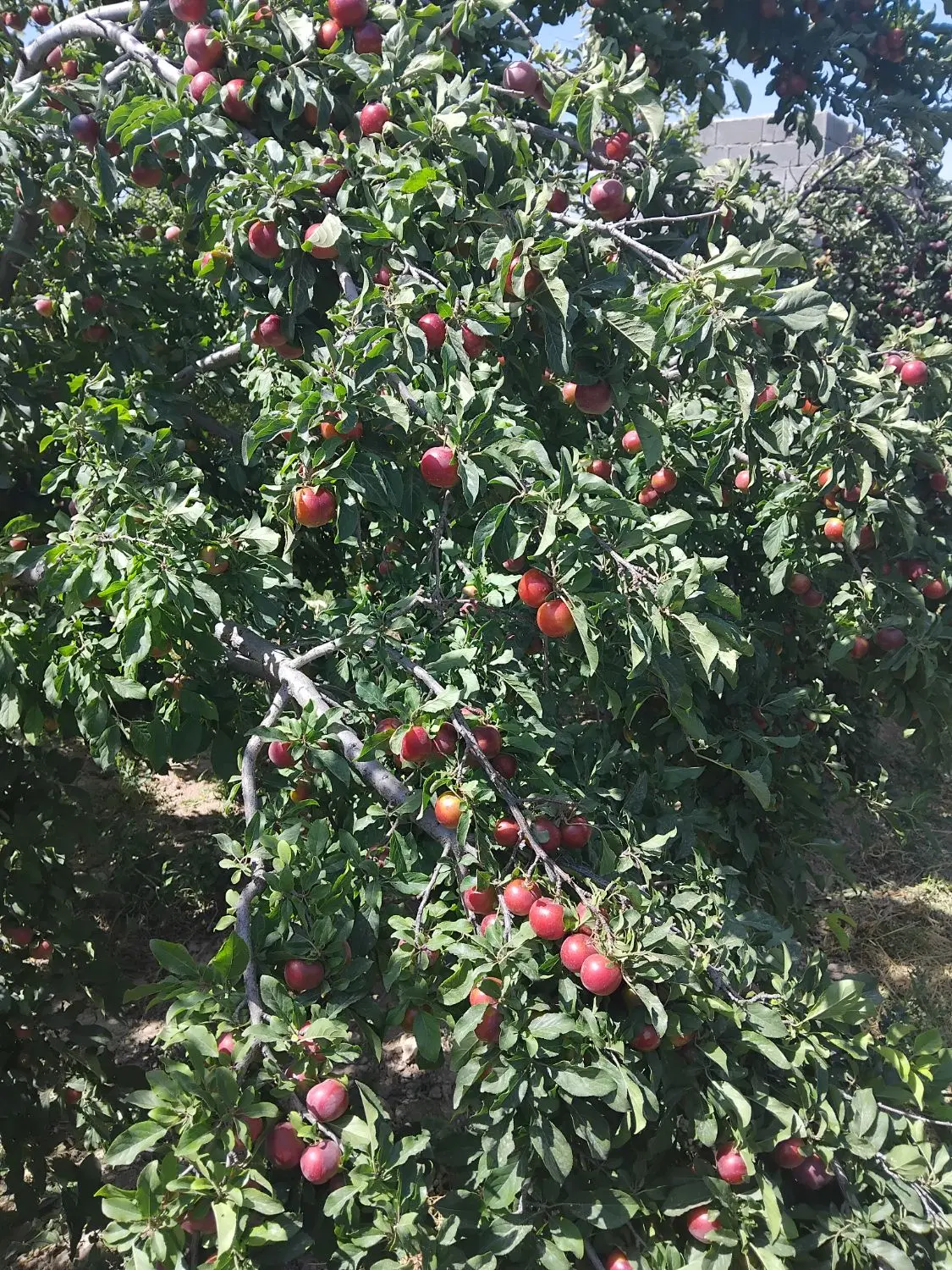 آلوچه|خوردنی و آشامیدنی|مراغه, |دیوار