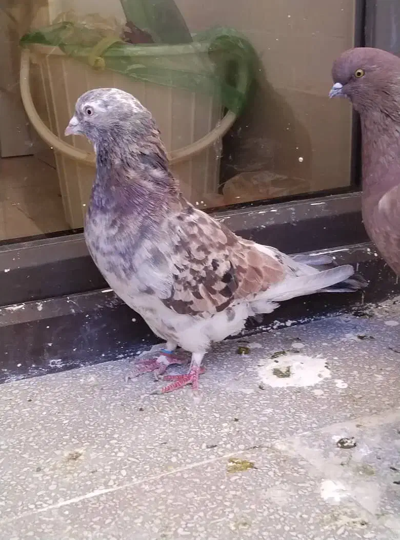 کبوتر نر|پرنده|پردیس, فاز ۲|دیوار