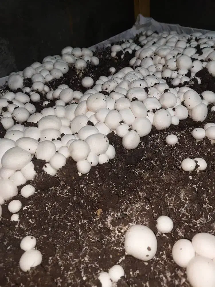 کارخانه و پخش قارچ پروتیین سفید|خوردنی و آشامیدنی|محمدشهر, سیدآباد|دیوار