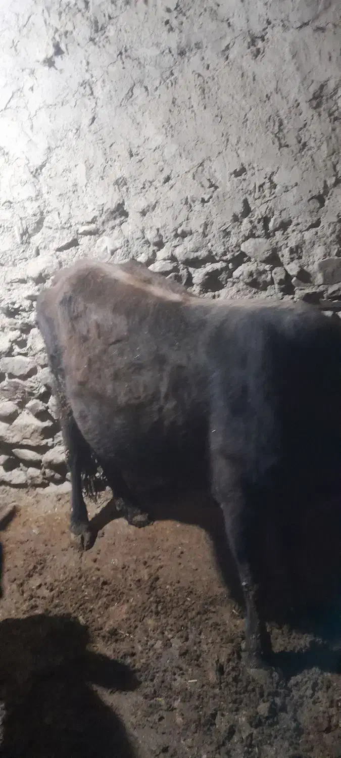 گاومحلی|حیوانات مزرعه|کلاترزان, |دیوار