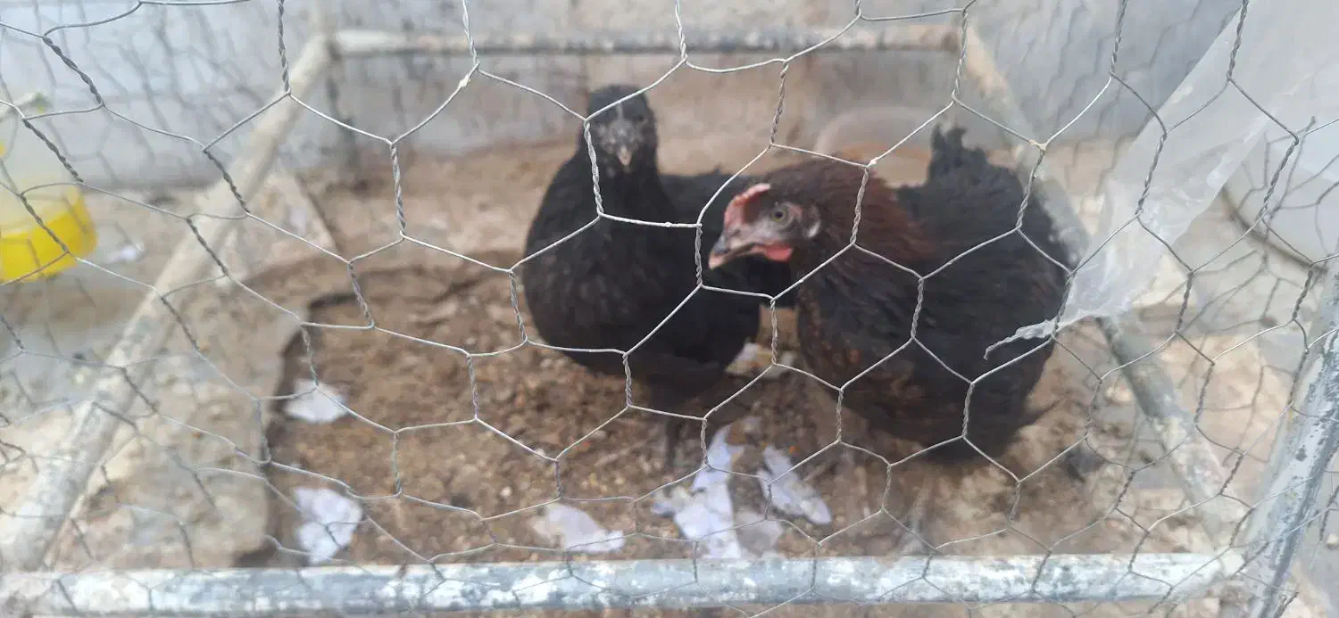 جوجه ۴ ماهه بزرگ سرحال|حیوانات مزرعه|قم, نیروگاه|دیوار