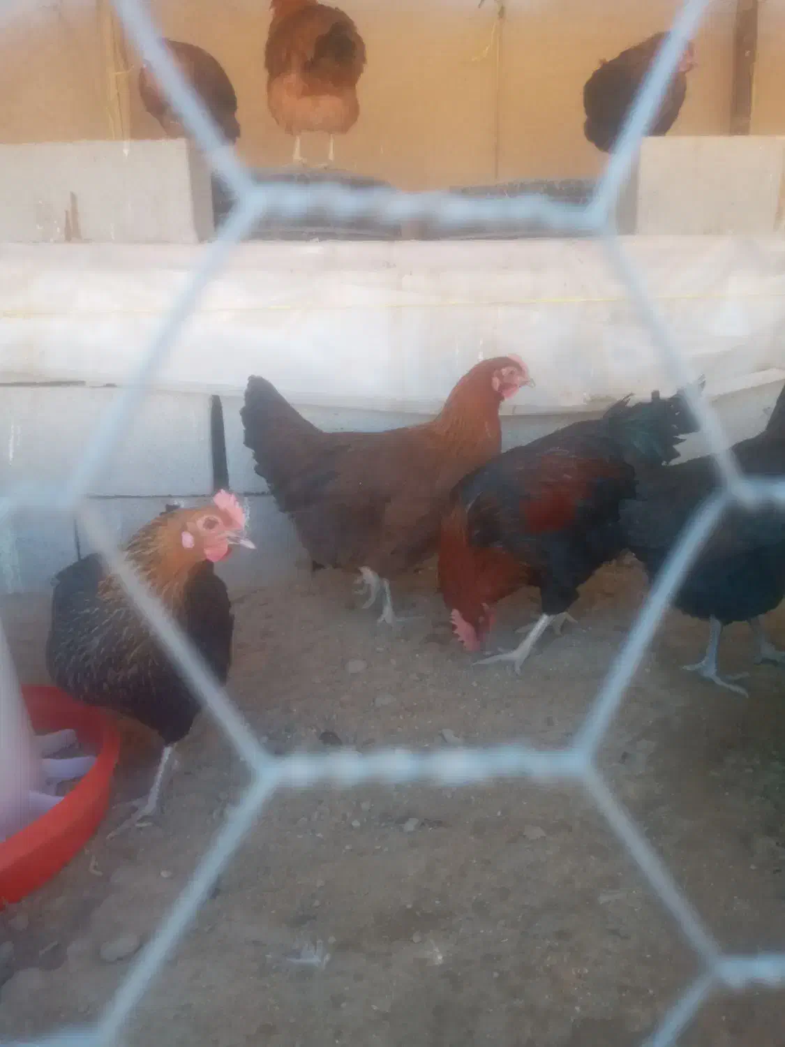 مرغ تخمگذار|حیوانات مزرعه|شهرضا, |دیوار