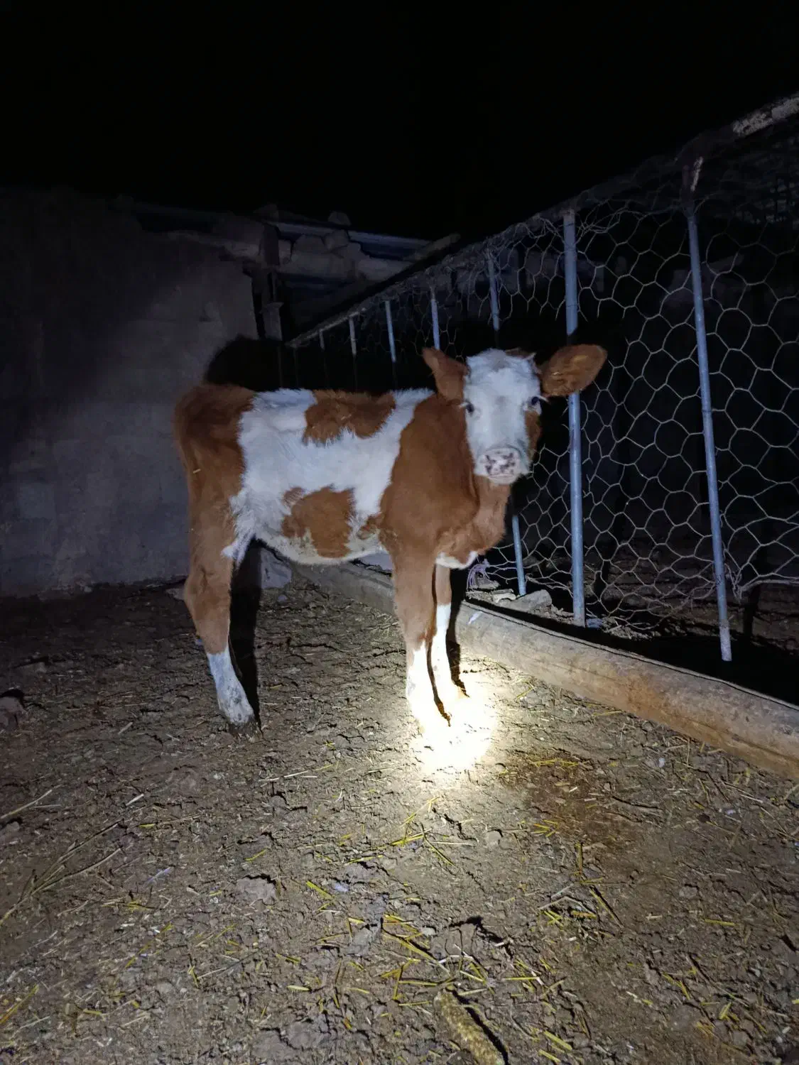 گوساله گاو تلیسه|حیوانات مزرعه|جغتای, |دیوار