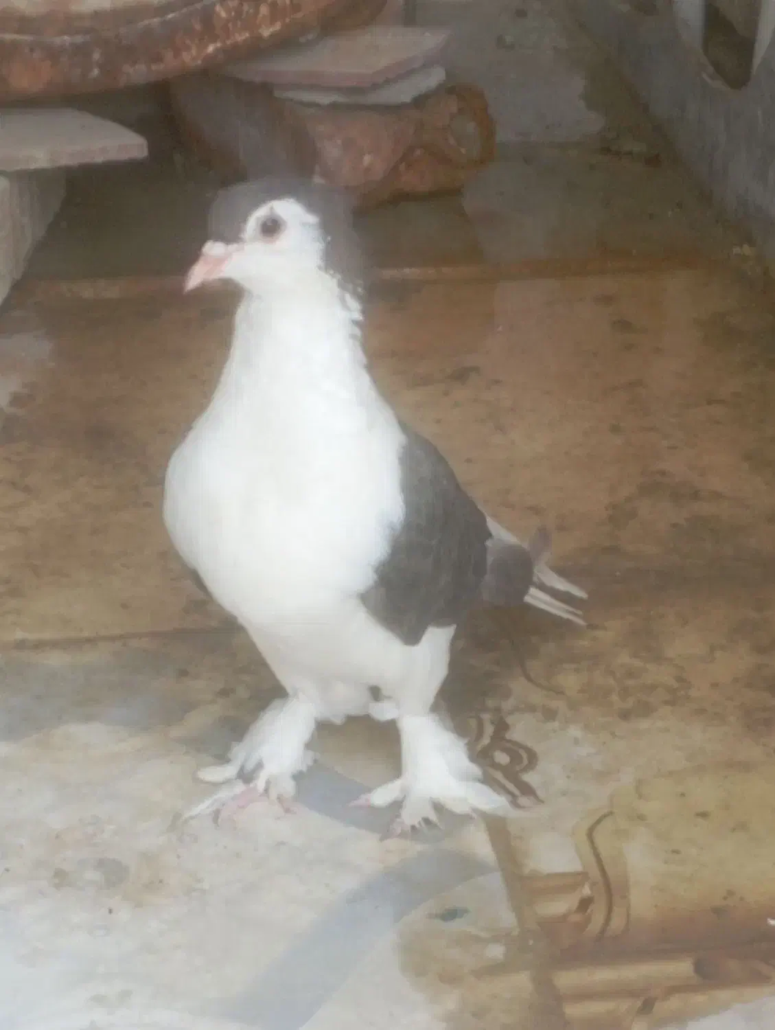 یک جفت کبوتررنگی|پرنده|جالق, |دیوار