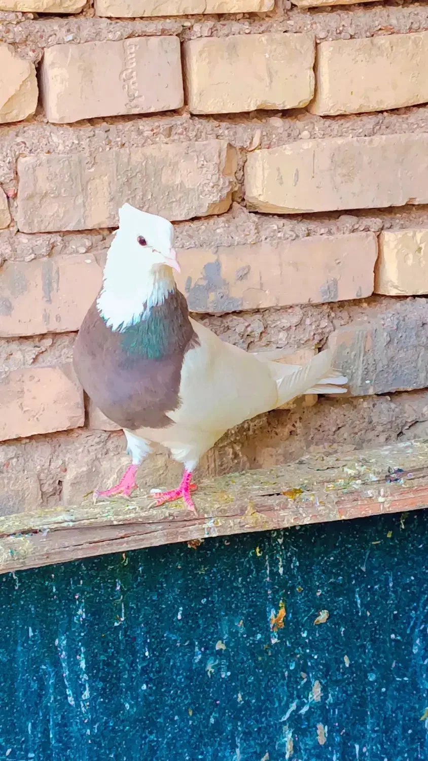 طوقی|پرنده|خرمشهر, |دیوار