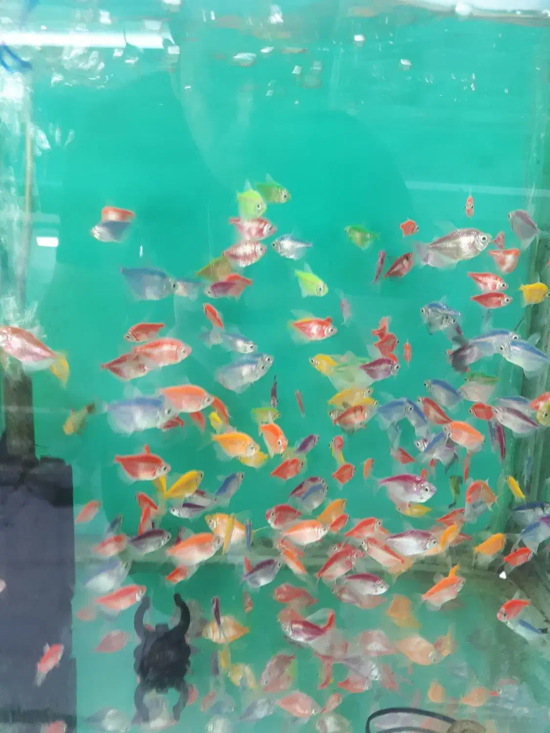 انواع گیاهخوار و گوشتخوار جدید|ماهی|کرمان, |دیوار