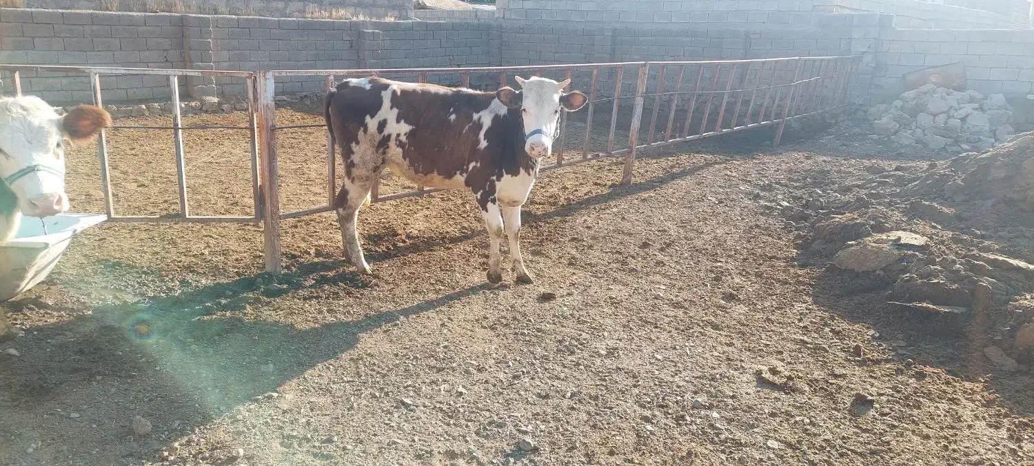 گوساله سیمینتال|حیوانات مزرعه|بیلوار, |دیوار