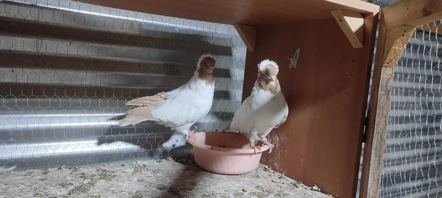 کبوتر پرستویی سالم وسلامت جفتی ۲000000تومان|پرنده|اسلام‌شهر, ملک‌آباد|دیوار