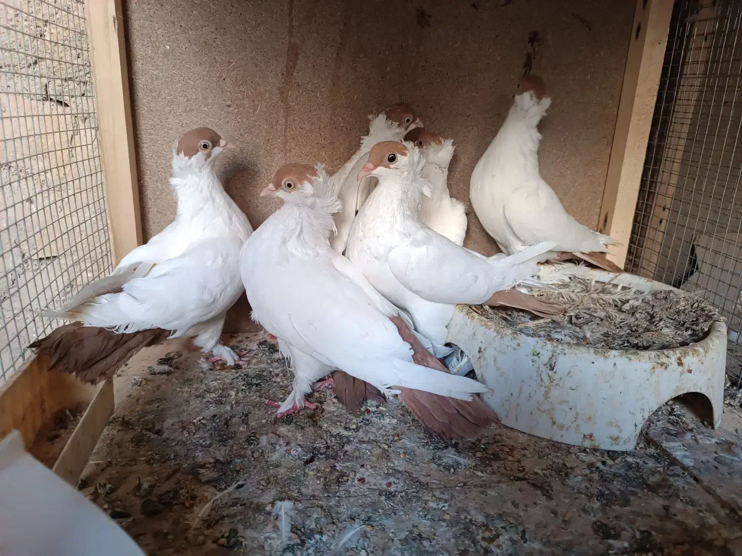 کبوتر سینه زرد بلژیکی و کله الماسی وطوقی لامرد|پرنده|لامرد, |دیوار