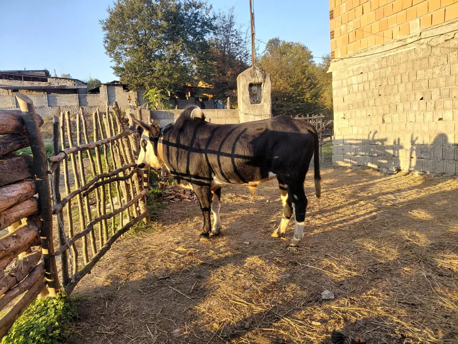 گاو نر محلی  چمری کر ناب|حیوانات مزرعه|شیرگاه, |دیوار