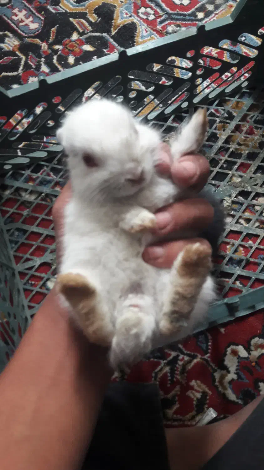 کبوتر و خرگوش|پرنده|بروجن, |دیوار