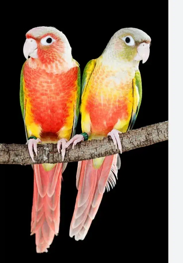 گرینچیک گیرینچیک ملنگو  گالارز|پرنده|تهران, دردشت|دیوار