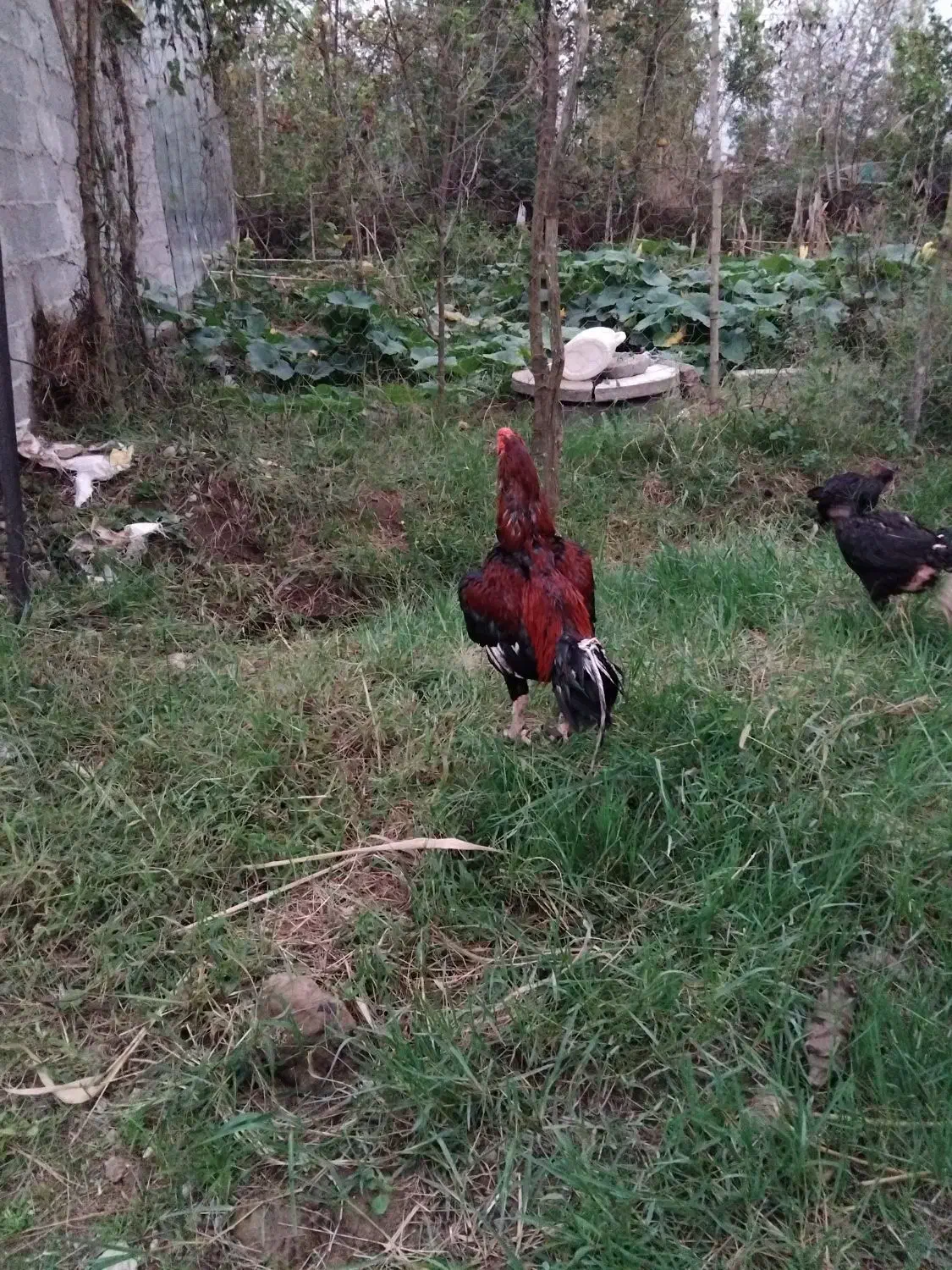 تخم مرغ لاری|حیوانات مزرعه|خشکبیجار, |دیوار