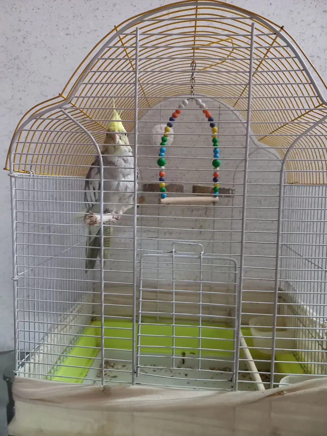 عروس هلندی|پرنده|قم, چهار مردان|دیوار