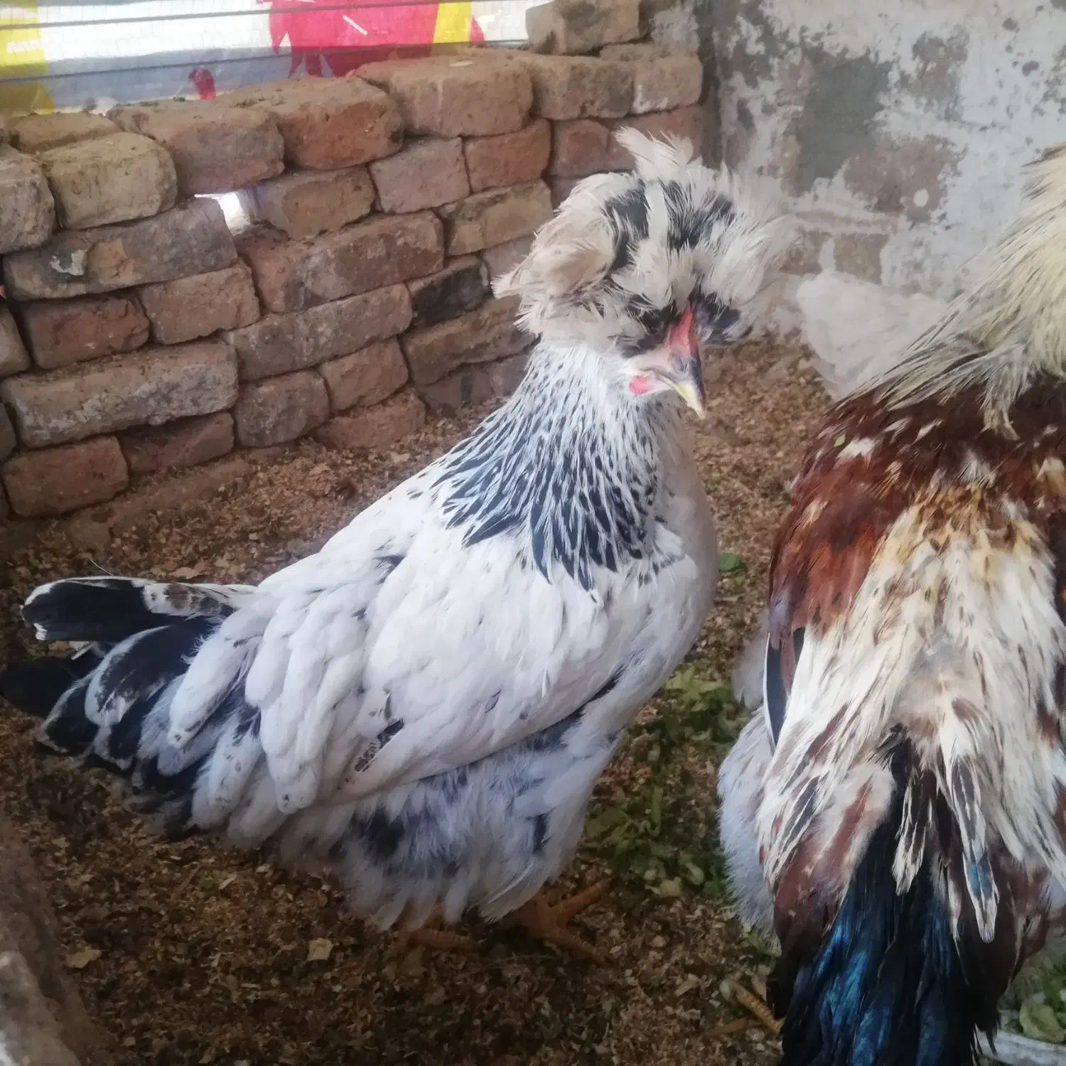 مرغ و خروس های جوان و کاکلی|حیوانات مزرعه|قزوین, |دیوار