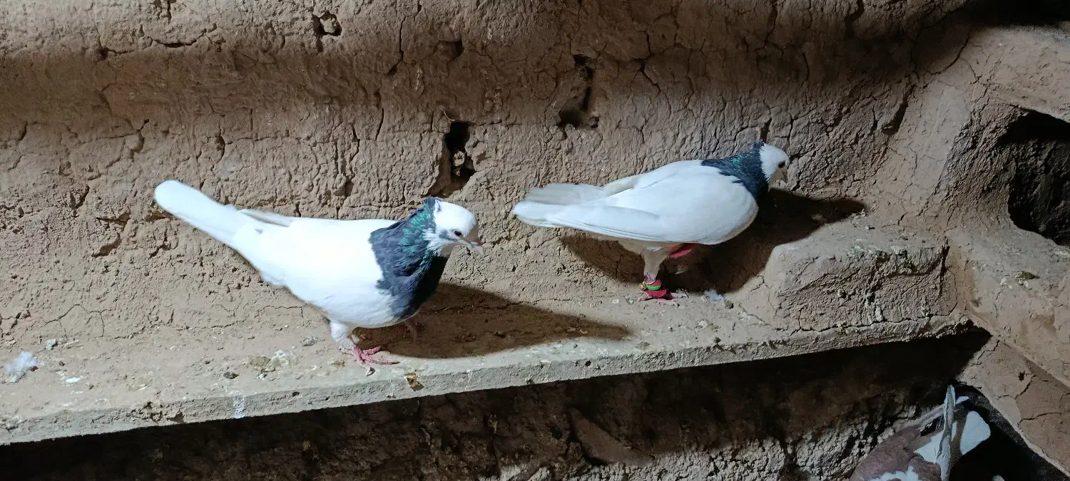 کفتر کبوتر پرشی و رنگی|پرنده|عطاملک, |دیوار