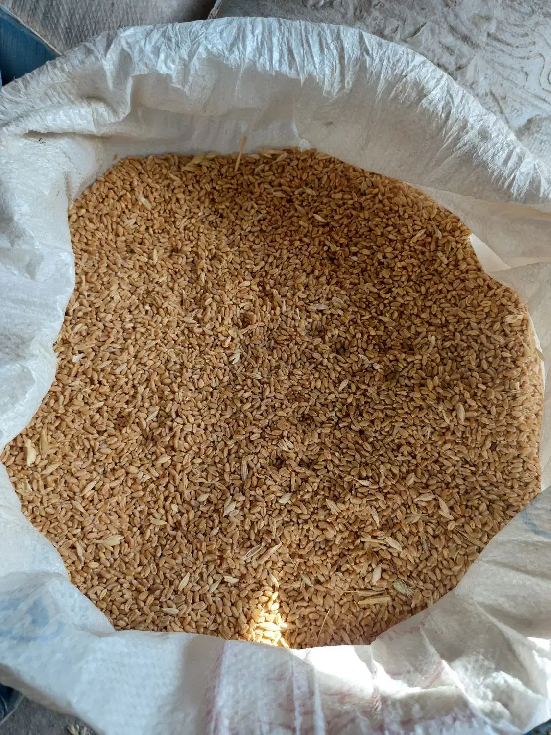 گندم|گل و گیاه طبیعی|چناران, |دیوار