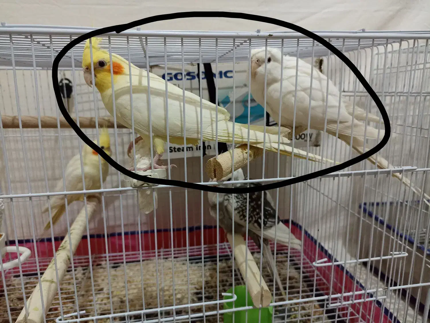 عروس هلندی مولد|پرنده|مینودشت, |دیوار