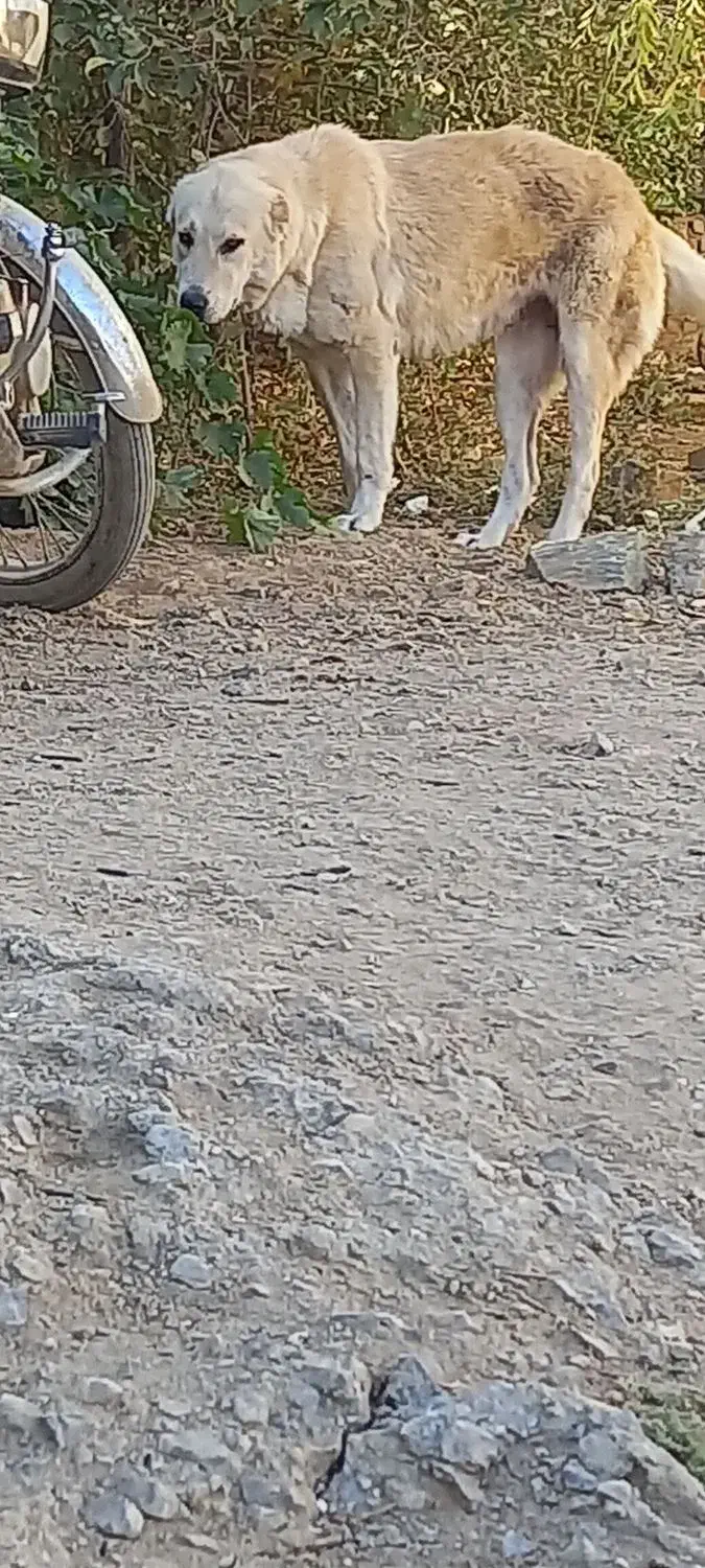 ماده سرابی|سگ|شیروان (لرستان), |دیوار