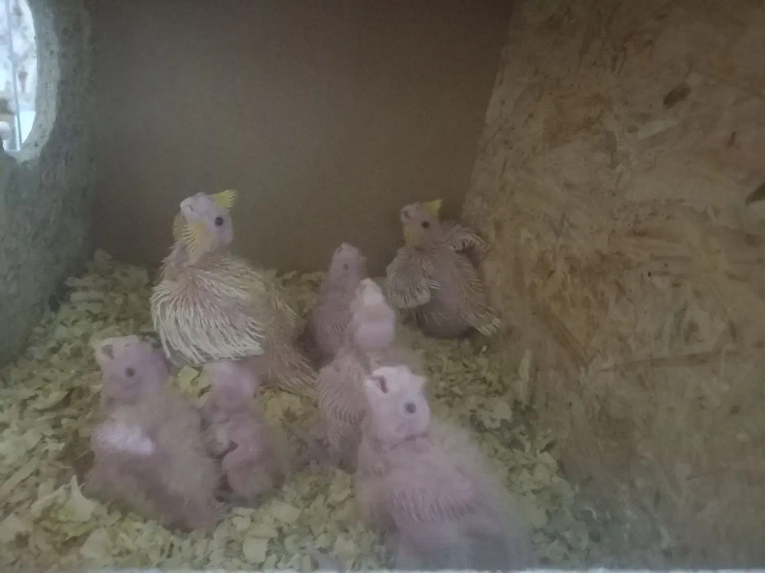 عروس هلندی|پرنده|کرباسک, |دیوار