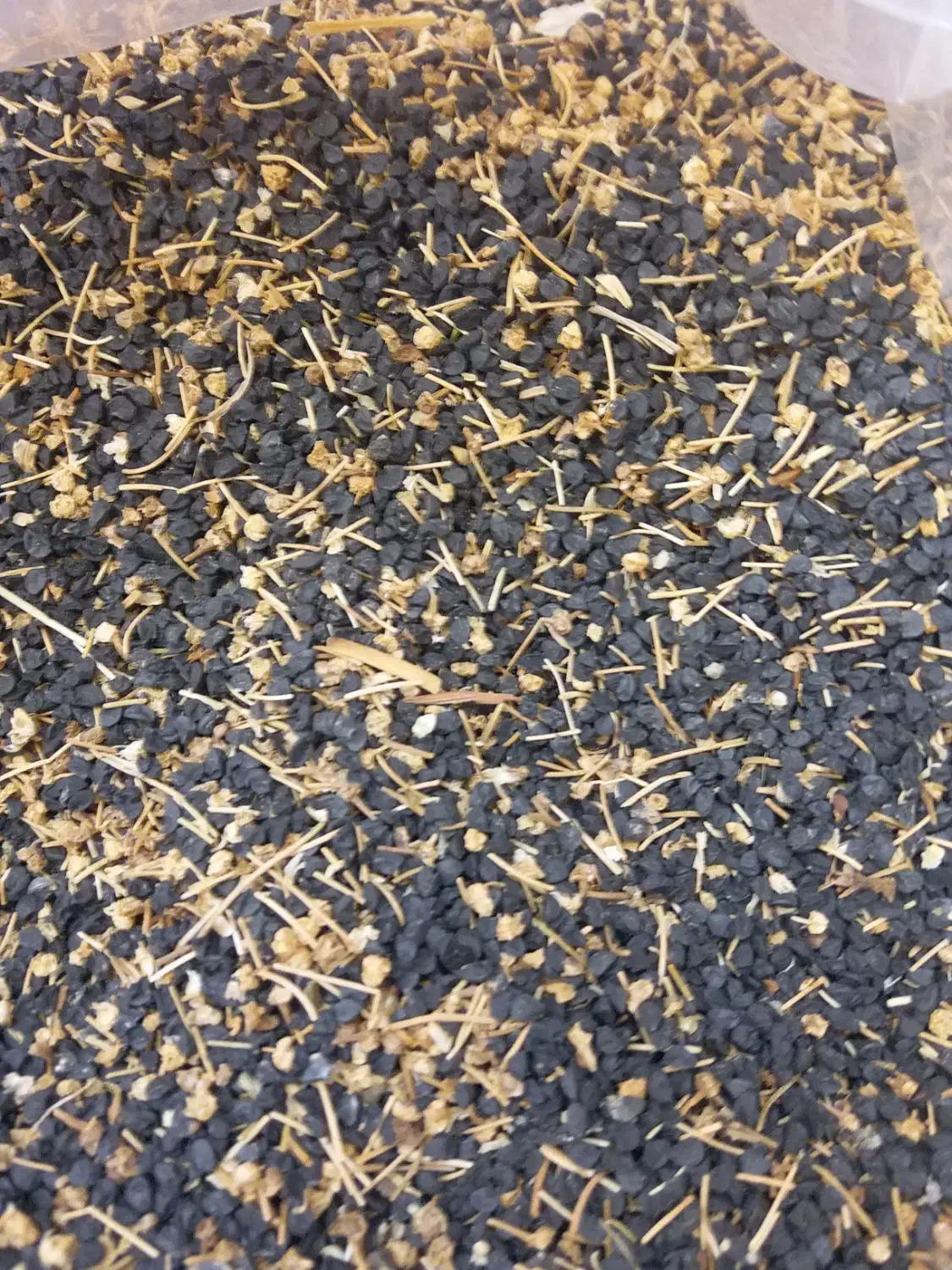 سلام بذر پیاز زرد|حراج|گلبهار, نوبهار|دیوار