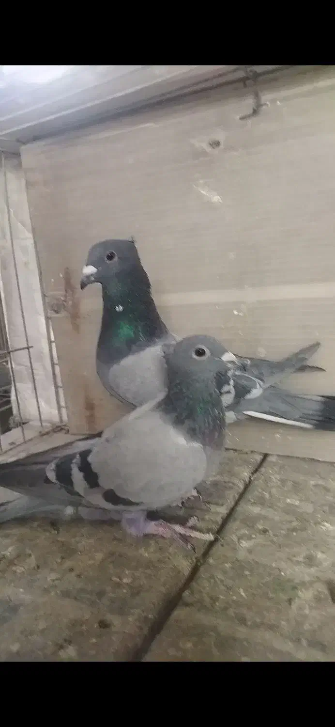 کبوتر پلاکی کاکل پلاکی کلاهی|پرنده|شهرضا, |دیوار