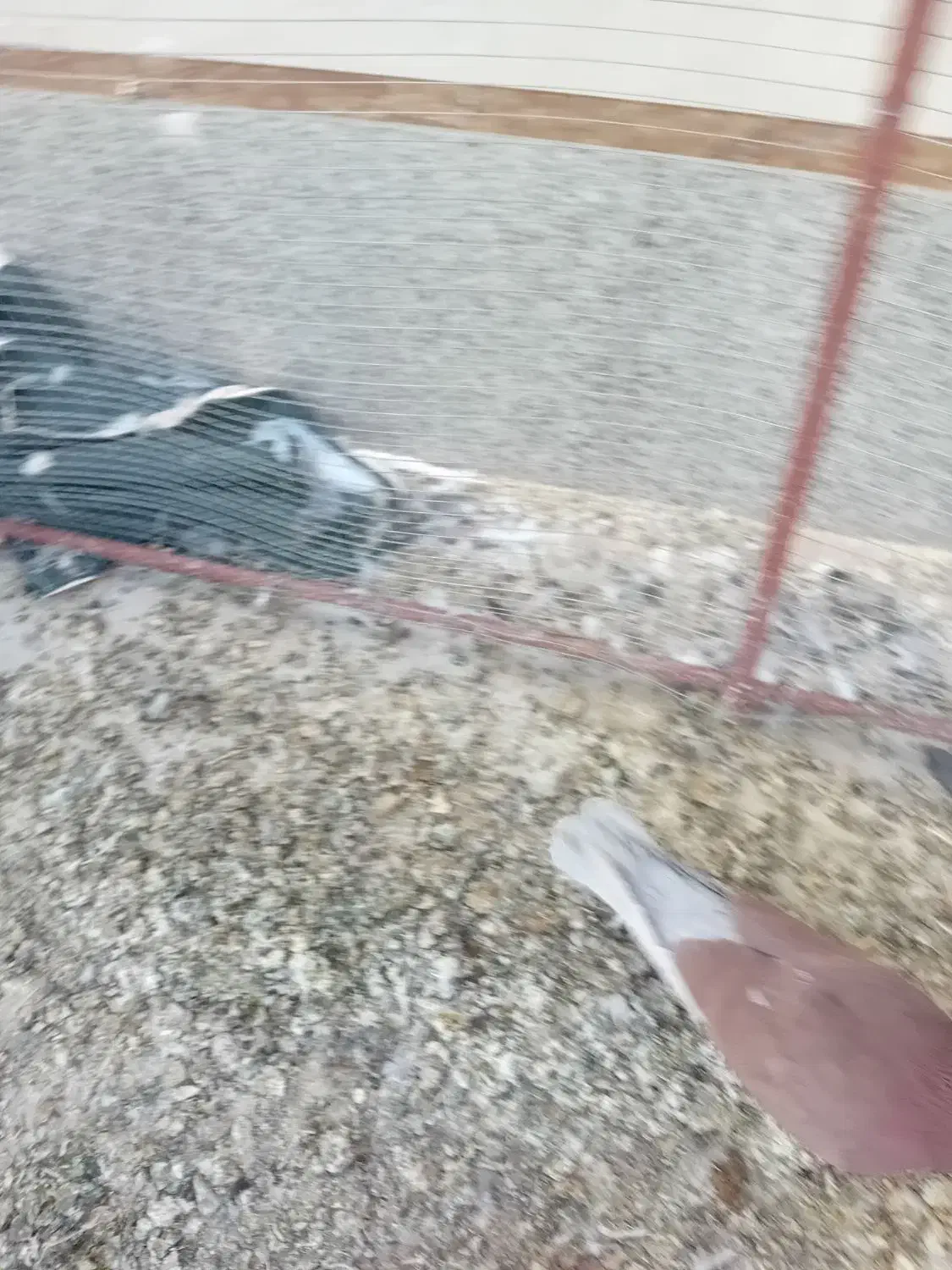 ۳۵۰هزار تومان نر کاکولی سرخ|پرنده|هرند, |دیوار