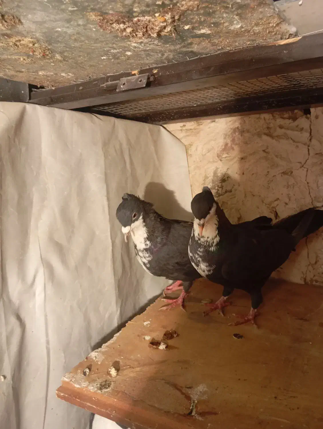 جفت سیاه رسمی خوشکل|پرنده|کرمان, |دیوار