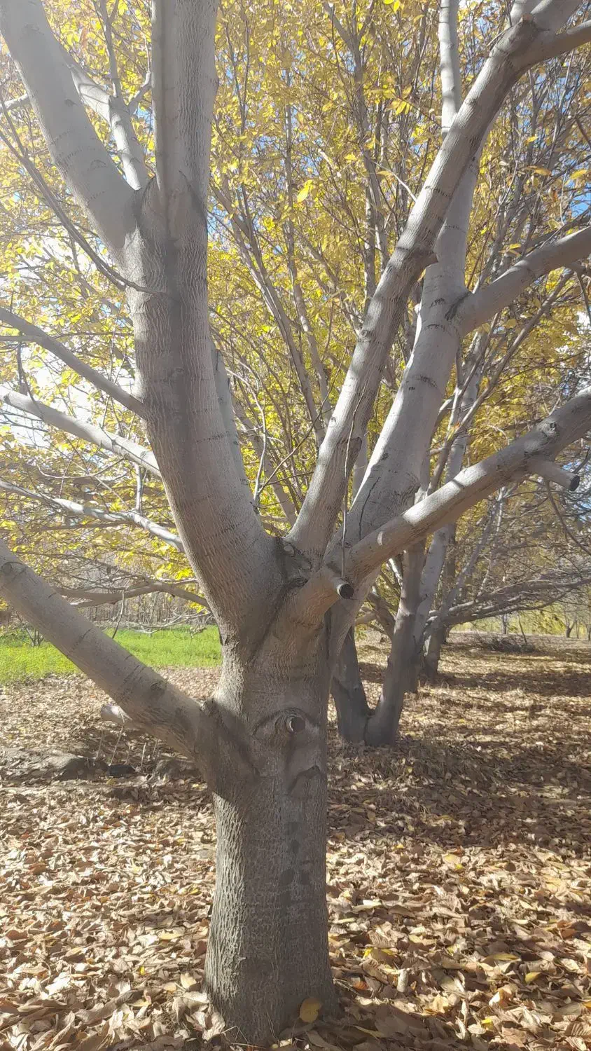 فروش درخت|حراج|شاهین دژ, |دیوار