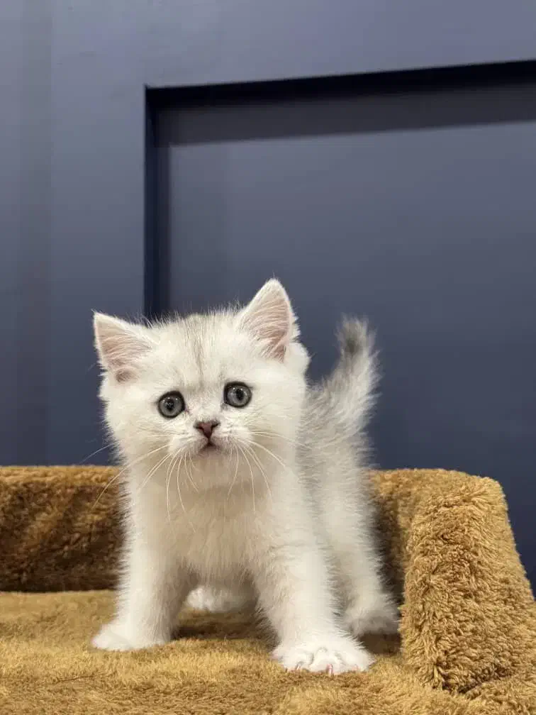 بچه گربه های بریتیش دارای بازدید حضوری|گربه|شیراز, سینما سعدی|دیوار