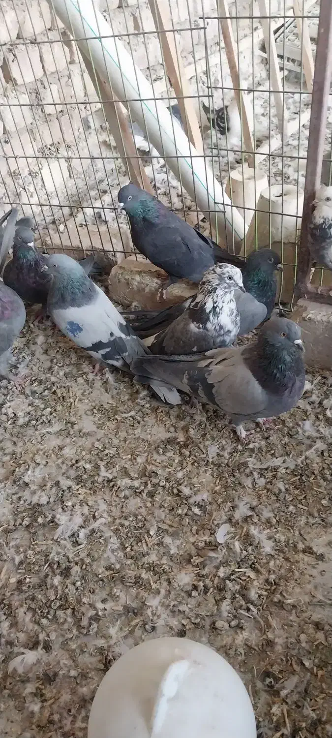 کبوتر اصفهانی|پرنده|خمینیشهر, |دیوار