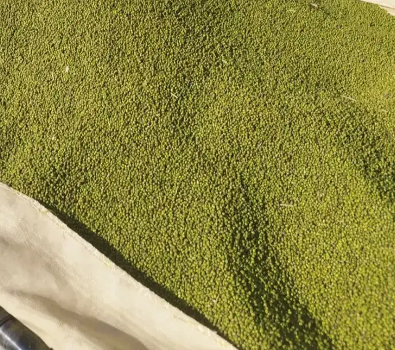 فروش 7تن ماشک|عمدهفروشی|باشت, |دیوار