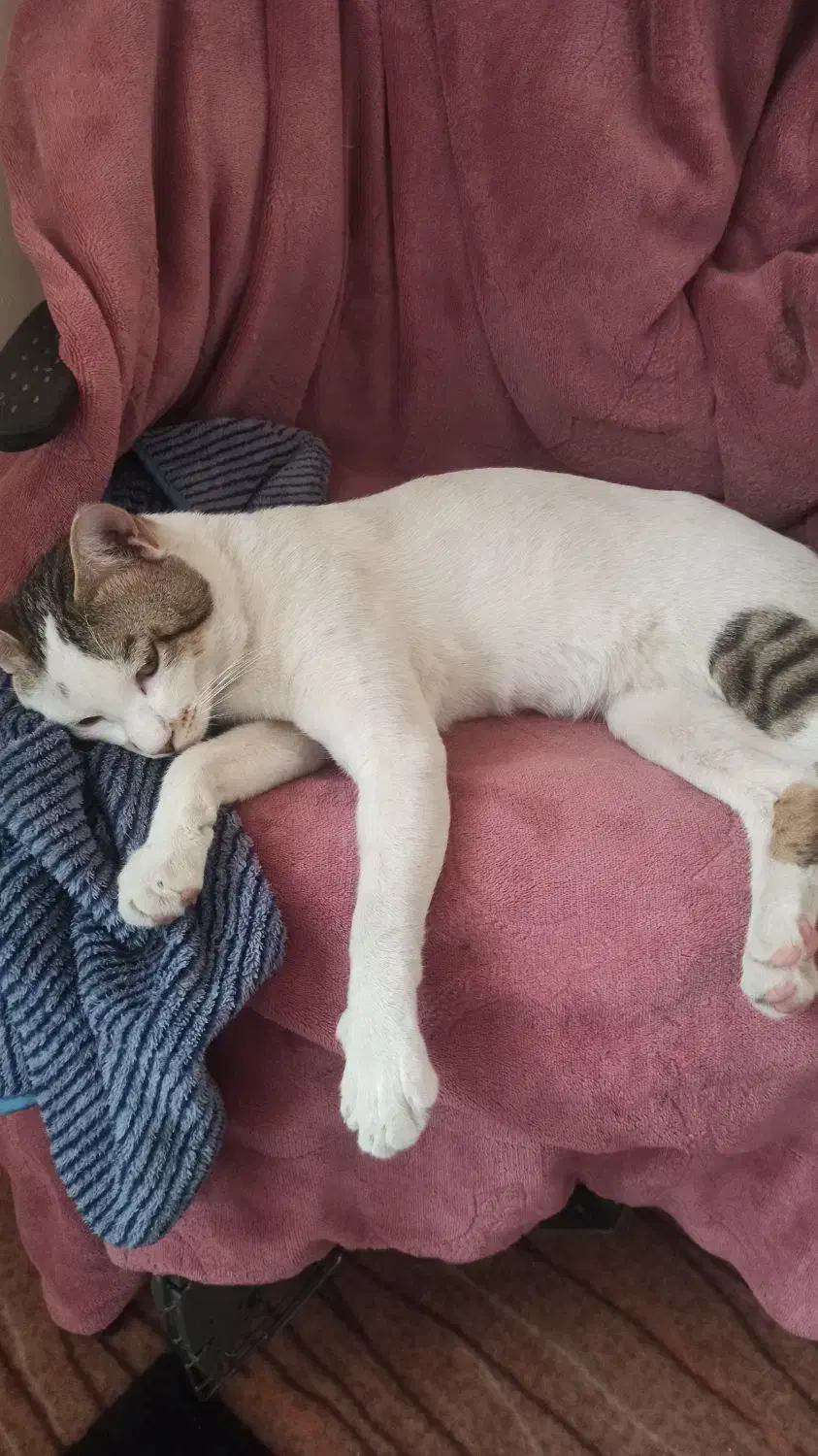 گربه گمشده|گربه|کاشمر, |دیوار