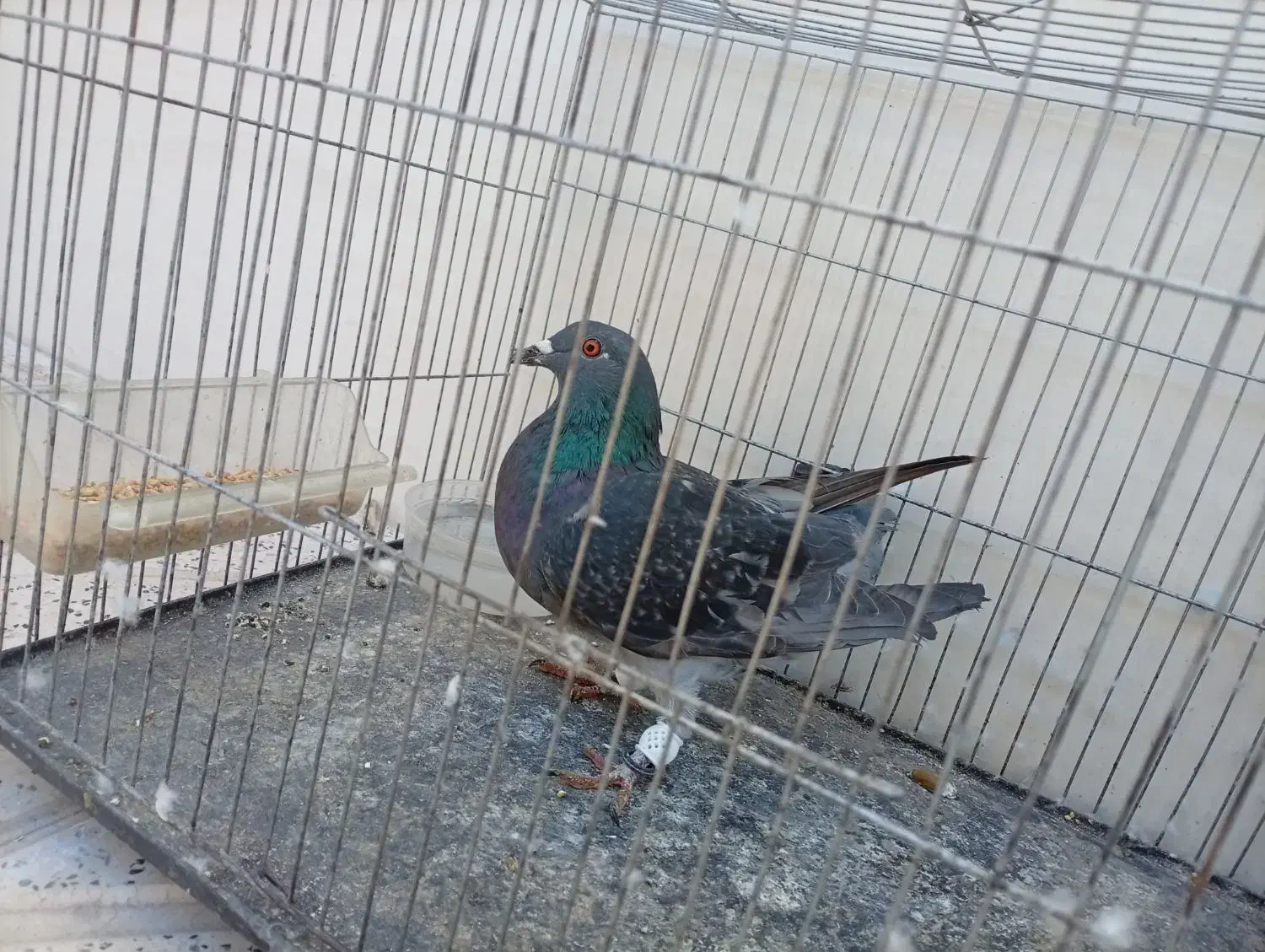 کبوتر|پرنده|مرودشت, پشت سایپا‎|دیوار