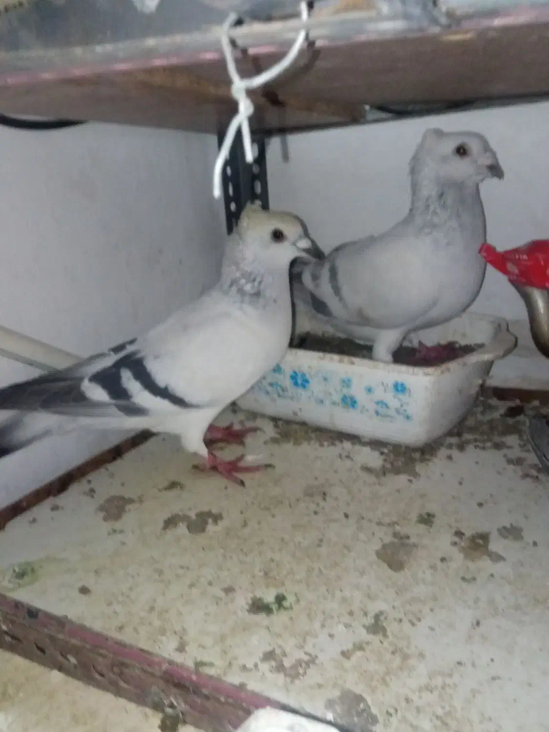 فروش یک جفت شامی کاکلی|پرنده|سبزوار, قصبه شرقی|دیوار