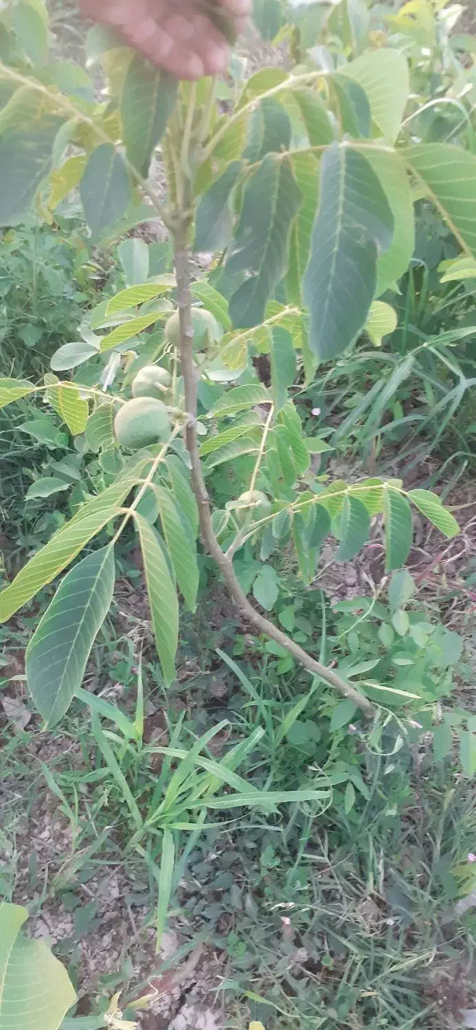 نهال گردو پیوندی وبادام|خدمات باغبانی و درختکاری|عجب شیر, |دیوار