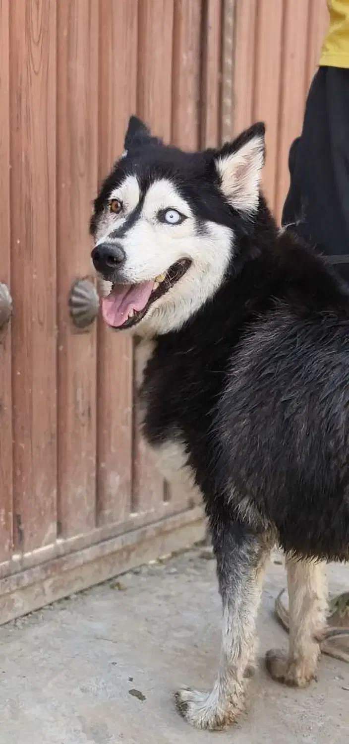 سگ هاسکی مالاموت|سگ|پاکدشت, پاکدشت (مامازند)|دیوار