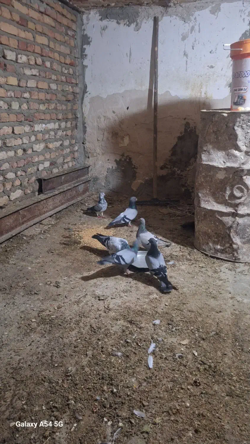 گبوتر پلاکی|پرنده|بستان آباد, |دیوار