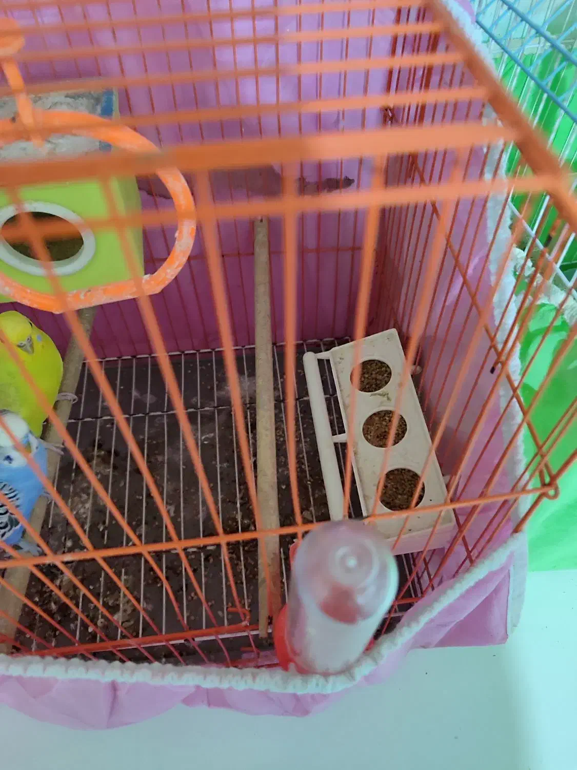 مرغ عشق|پرنده|خرمشهر, |دیوار